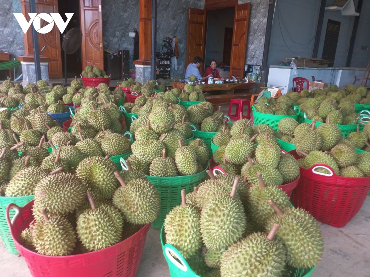 Giữ vị thế trái sầu riêng Khánh Hòa giữa áp lực thị trường và thời tiết